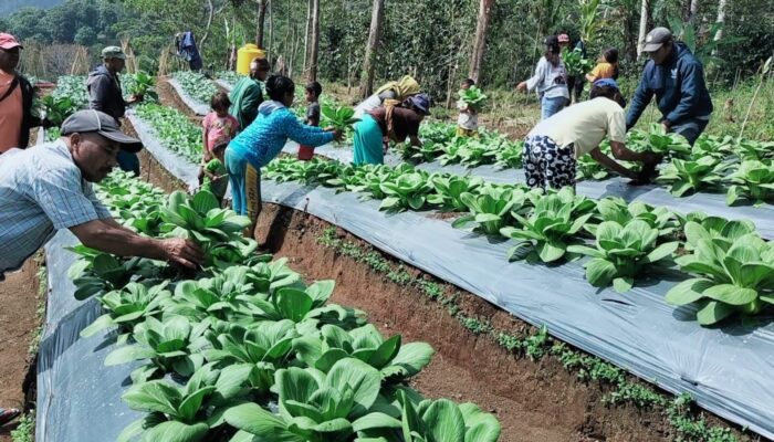 Kelompok Tani Hortikultura Poco Leok NTT Binaan PLN Raup Keuntungan Besar