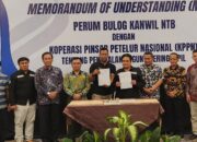 Bulog NTB Jual 1.300 Ton Jagung untuk Pakan Ternak di Pulau Jawa