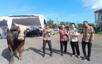 Bank Dinar dan MIM Foundation Salurkan 22 Sapi Qurban ke Pelosok NTB